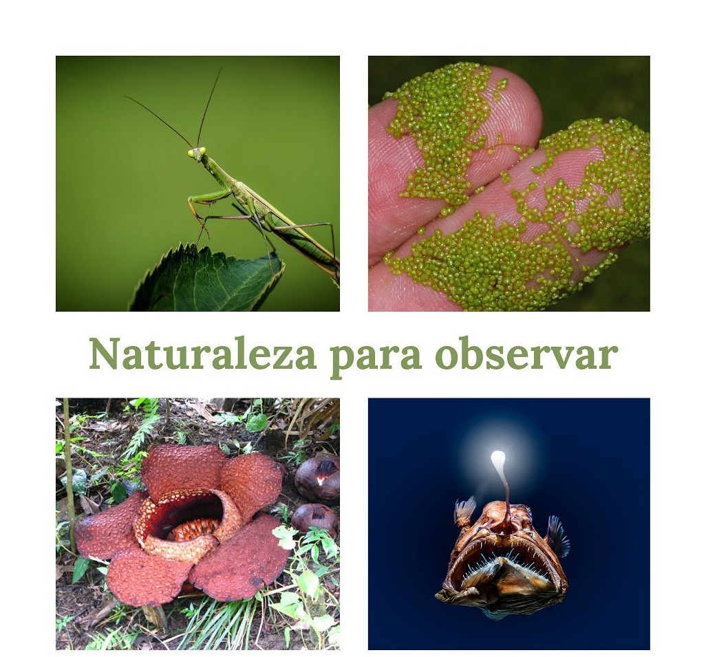 Naturaleza para observar