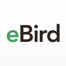 eBird Argentina invita a la comunidad a una nueva edición de «Conteo de Aves de&nbsp;Jardín»