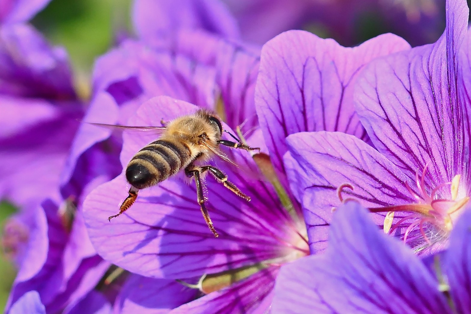 20 de mayo – Día mundial de la&nbsp;abejas