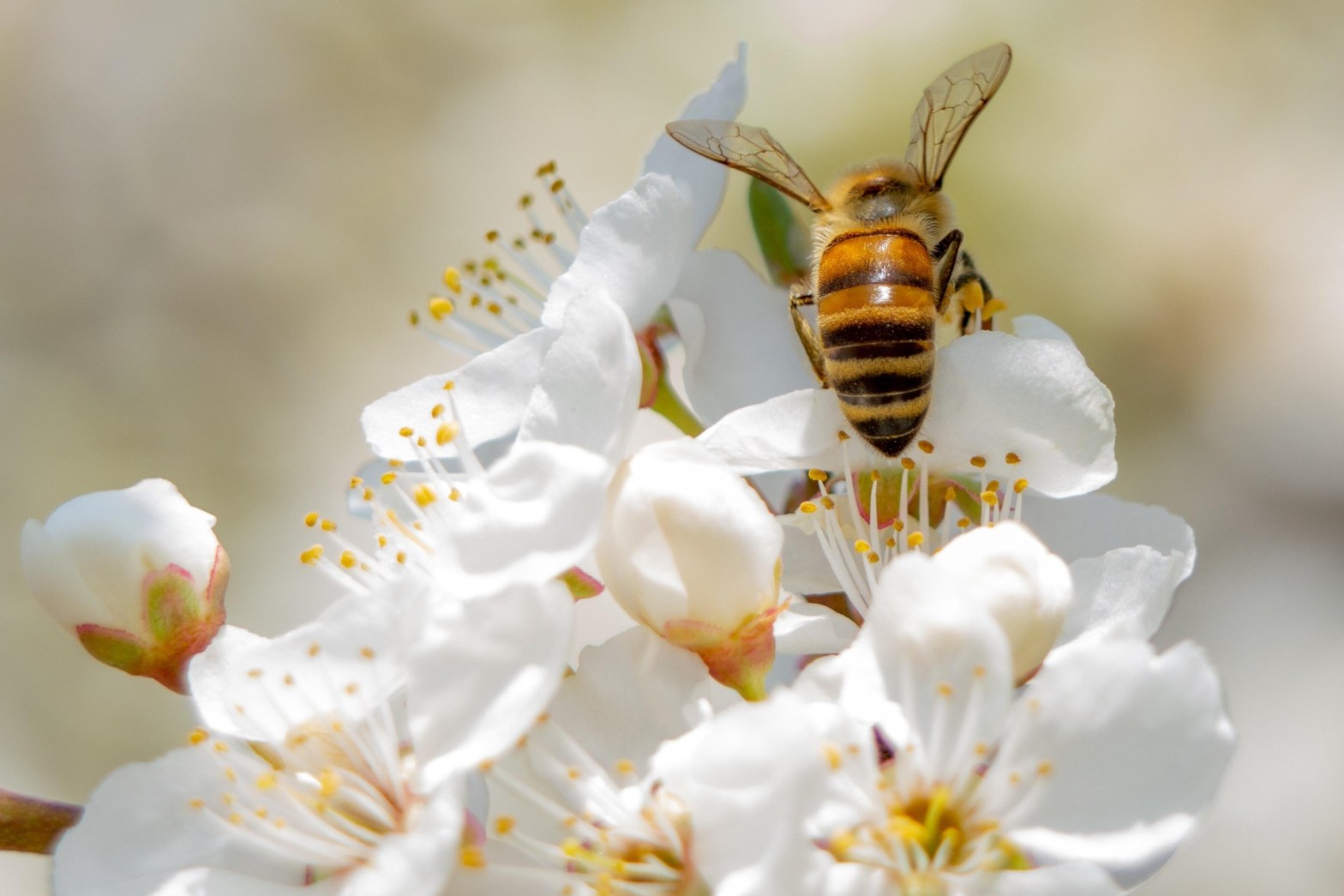 Dependemos de la supervivencia de las&nbsp;abejas