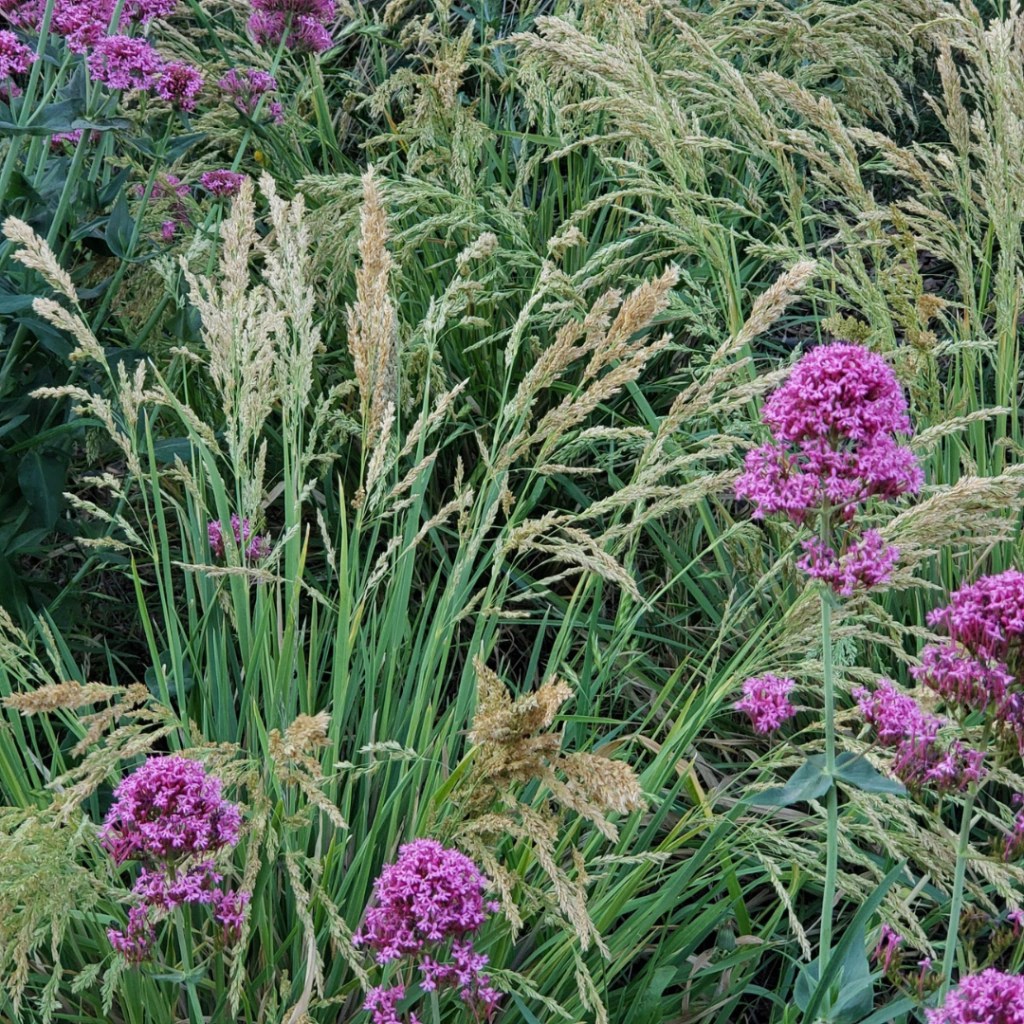 La reina de las gramíneas: Poa Iridifolia, la planta nativa favorita de Germán&nbsp;Roitman