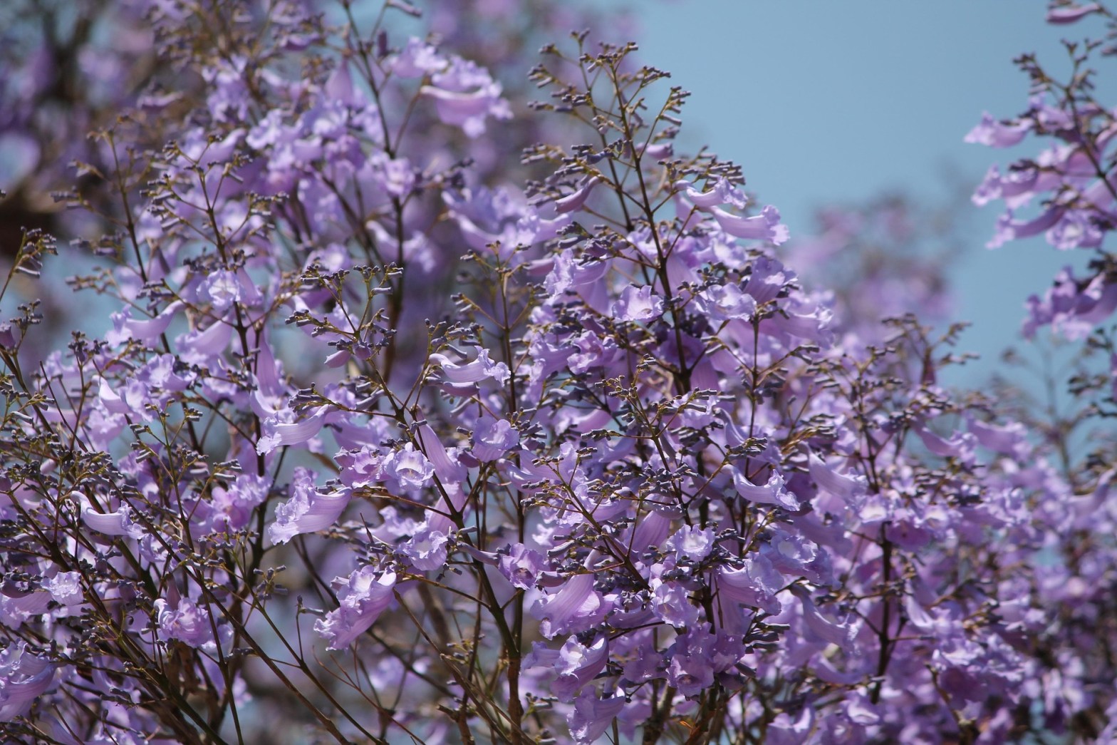 Las calles se visten de violeta: el jacarandá, el árbol nativo preferido de Pancho Rebollo&nbsp;Paz