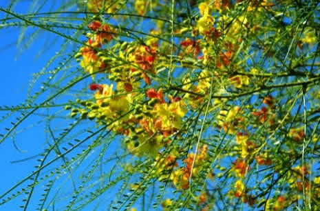 Árbol nativo: Cina cina por Jorge Baya&nbsp;Casal