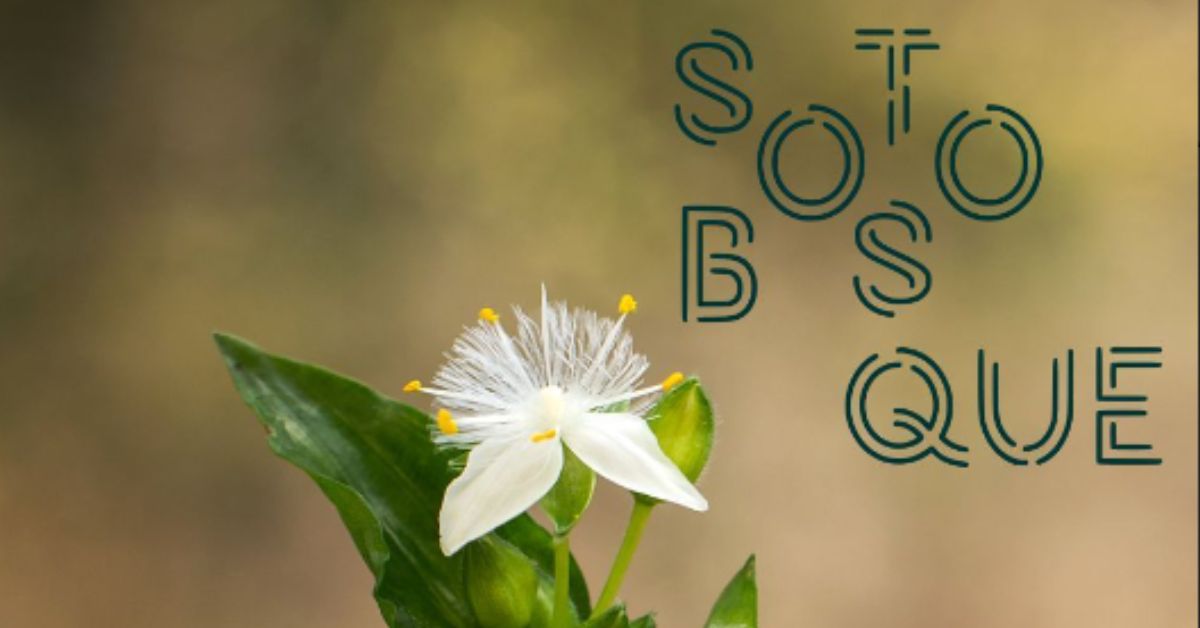 SOTOBOSQUE: VIVERO DE PLANTAS NATIVAS DE LAS SIERRAS DE&nbsp;CÓRDOBA
